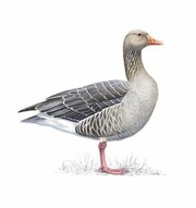 Grey Goose cover art